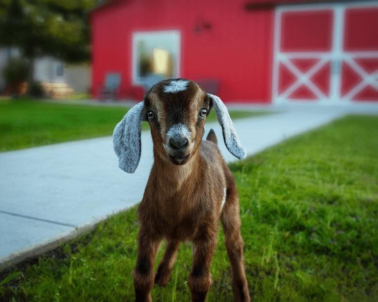 Козлиный ньюборн: серия снимков фотографа Шерри Пратт с участием козлят