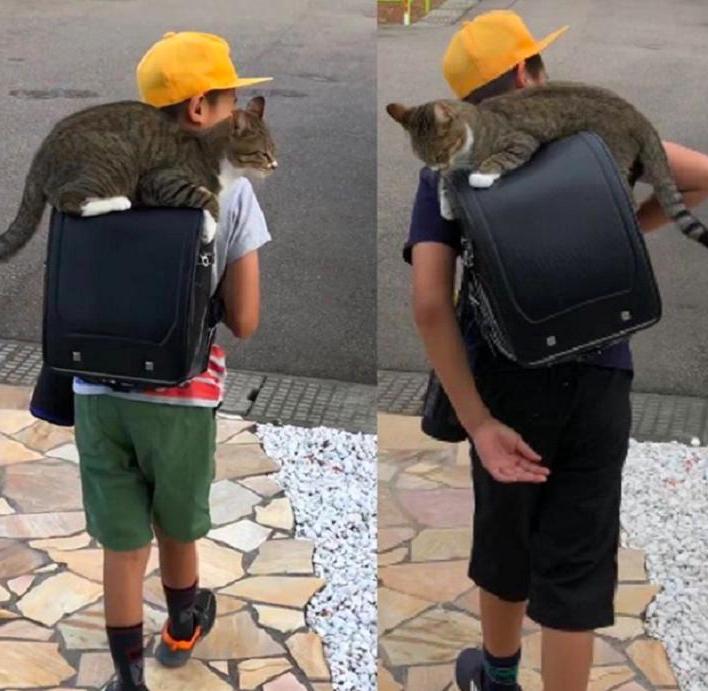 Кошка очень привязана к своему хозяину и каждый день сопровождает его в школу (фото)