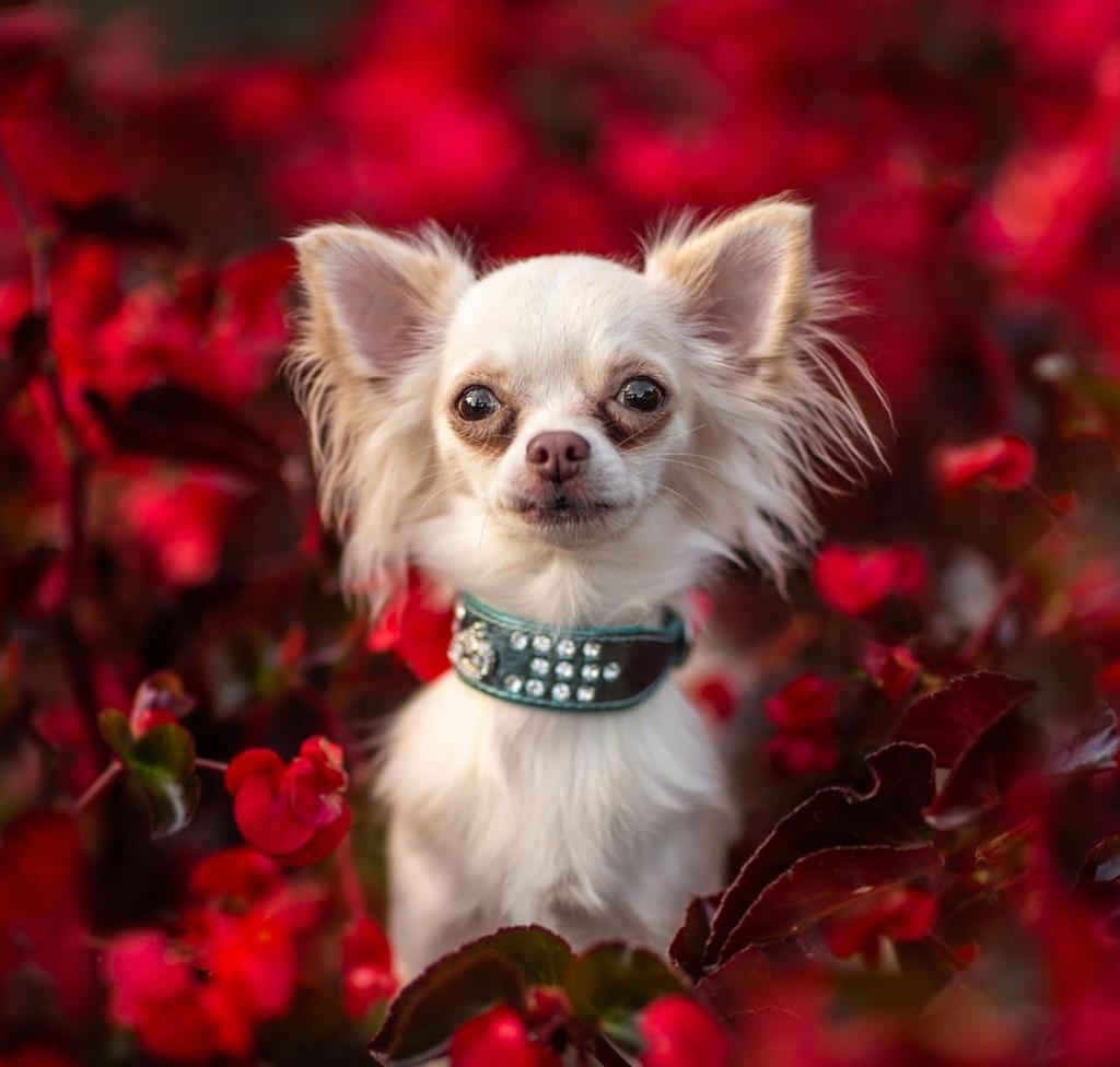 Ни капли фотошопа: фотограф устраивает необычные фотосессии для собак