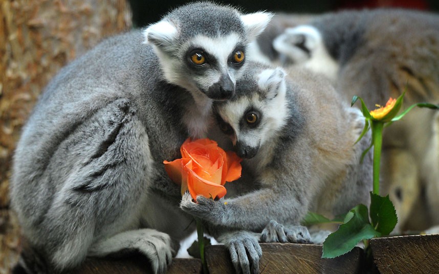 Зоологи рассказали, как пахнущие фруктами лапки лемуров помогают им привлечь пару