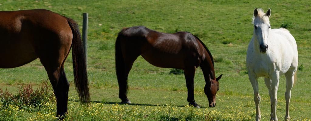 Ученые научились лечить артрит у лошадей: новое исследование