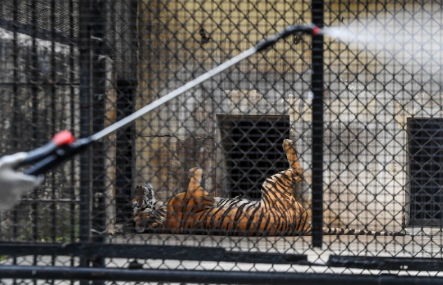 У 4 тигров в Нью-Йоркском зоопарке обнаружен COVID-19: как защитить животных от эпидемии?