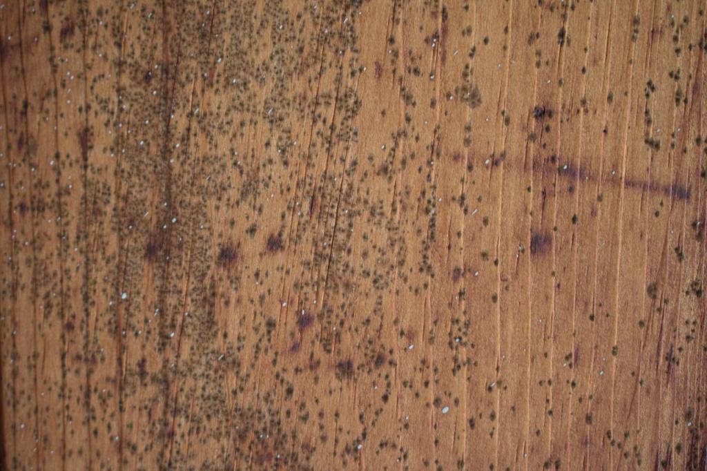 Я научилась быстро избавляться от плесени, которая периодически появляется на деревянных потолках или стенах