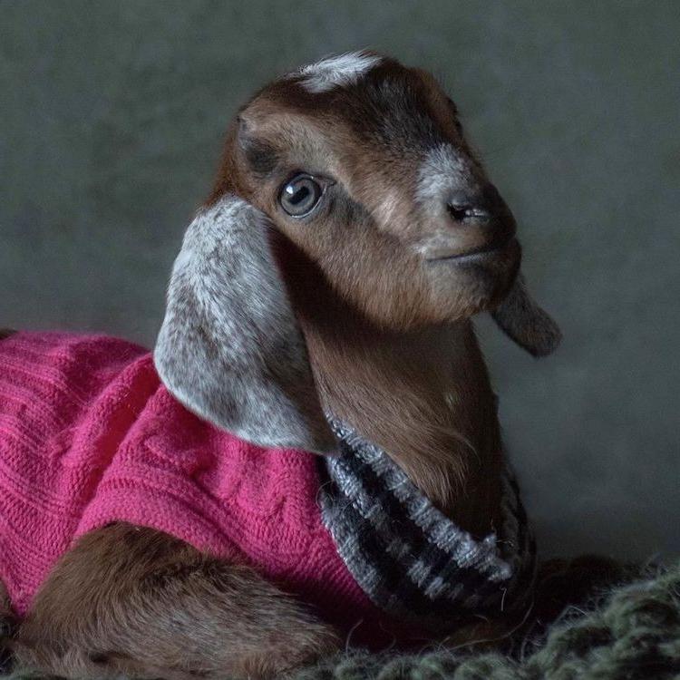 Козлиный ньюборн: серия снимков фотографа Шерри Пратт с участием козлят