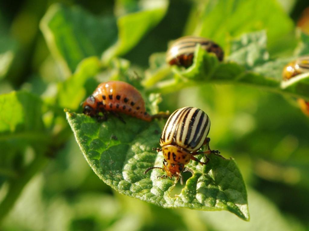 Кардария и махорка: 4 эффективных способа борьбы с колорадским жуком