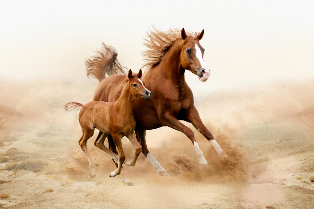 Ученые научились лечить артрит у лошадей: новое исследование
