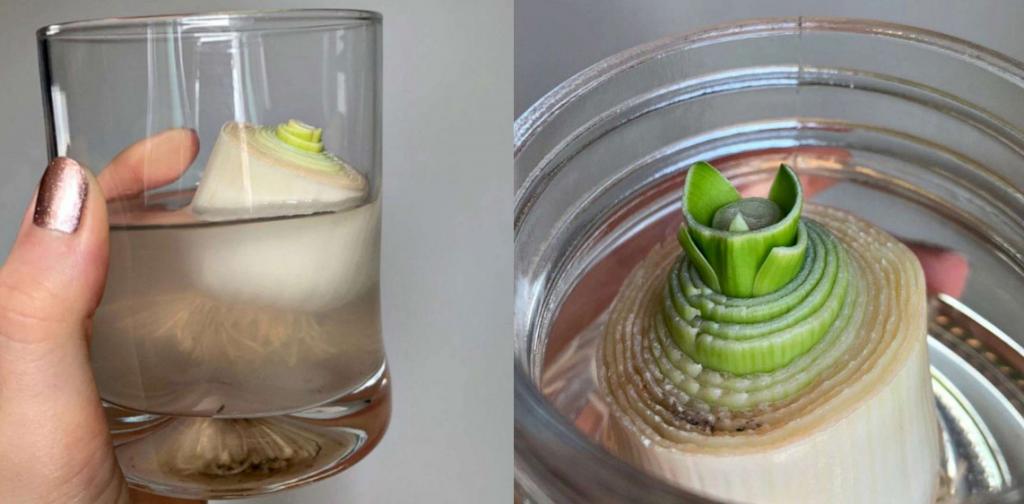 Новый тренд в Сети - выращивание овощей в стакане с водой: как это работает