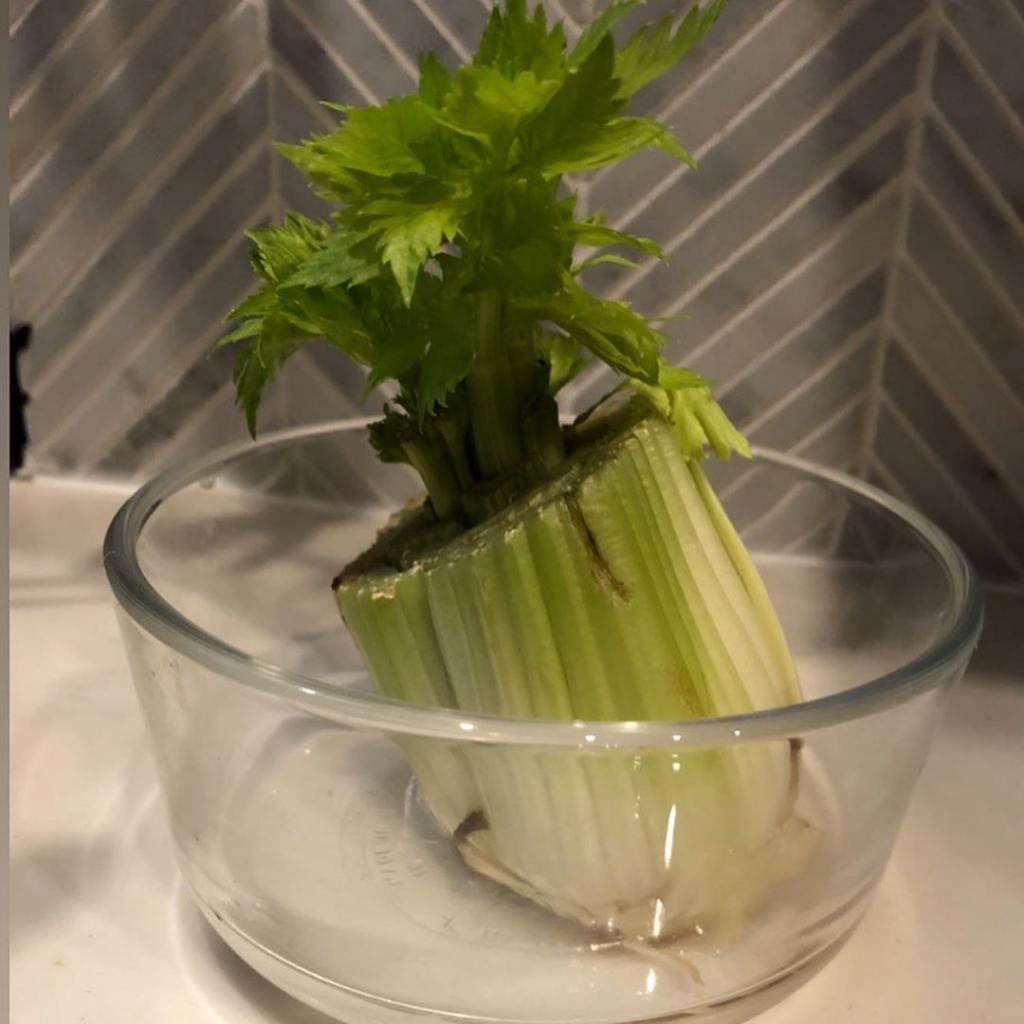 Новый тренд в Сети - выращивание овощей в стакане с водой: как это работает