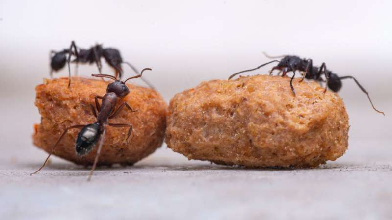 Звери тоже устраивают карантин, и это очень эффективно: опыт муравьев, лобстеров и летучих мышей