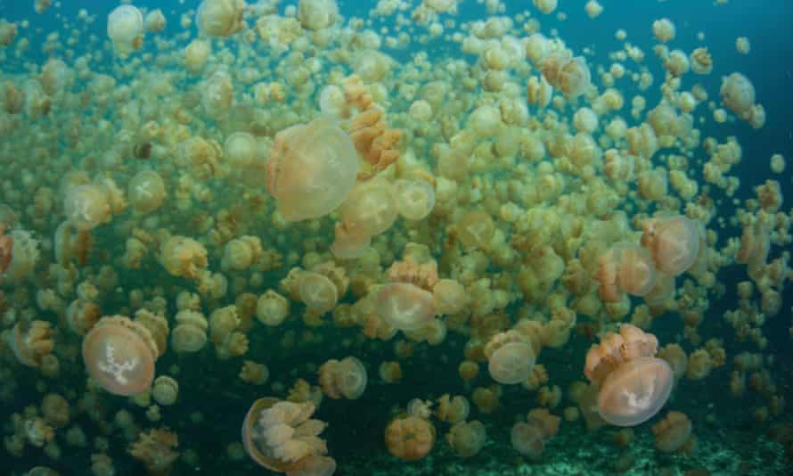 А вы знали, что бывают подводные джунгли? Можно убедиться в этом, не выходя из дома: 10 виртуальных путешествий по океанам