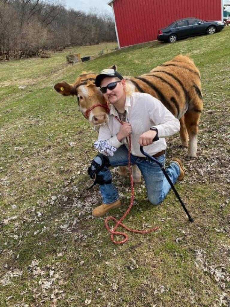 Для фотосессии в стиле Tiger King два фермера перекрасили молодую корову в тигра
