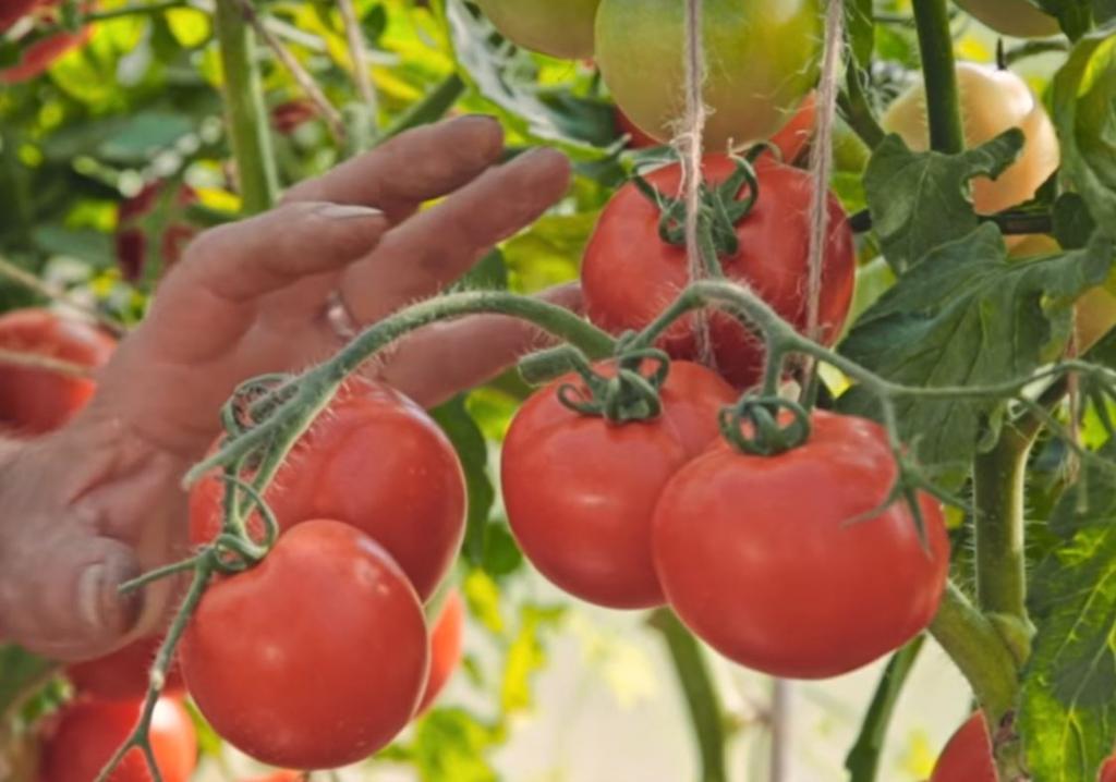 Томатный урожай: помидоры будут расти в два раза быстрее, поможет крапива