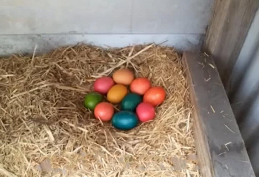 Заметит или нет? Мужчина покрасил яйца и подложил квочке в гнездо