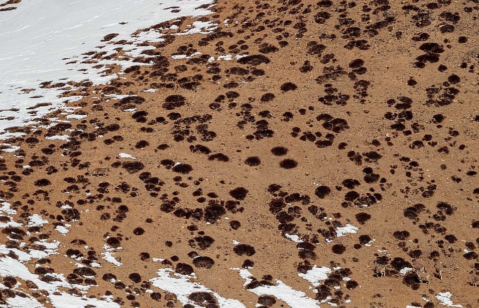 Австралийский фотограф показал, как ловко маскируется снежный барс: сможете ли найти животное на фотографиях