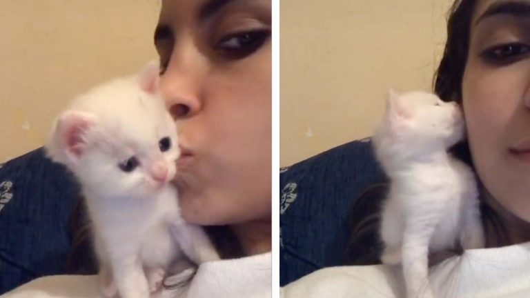 Девушка поцеловала своего котенка: его реакция приятно удивила ее (милое видео)