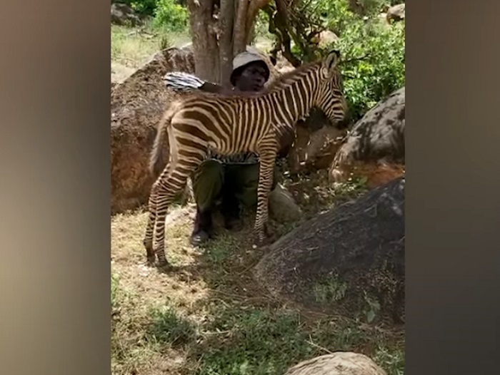 Работники зоопитомника пошили специальный костюм, чтобы подружиться с маленькой зеброй – это сработало (видео)