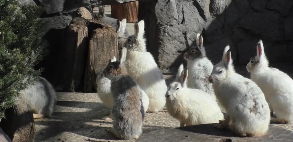 Как зверям живется без посетителей: съемки скрытой камерой в Ленинградском зоопарке