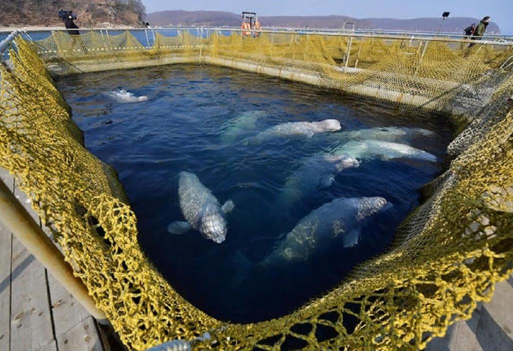 На Дальнем Востоке наконец то начали освобождать косаток и белух из  китовой тюрьмы 