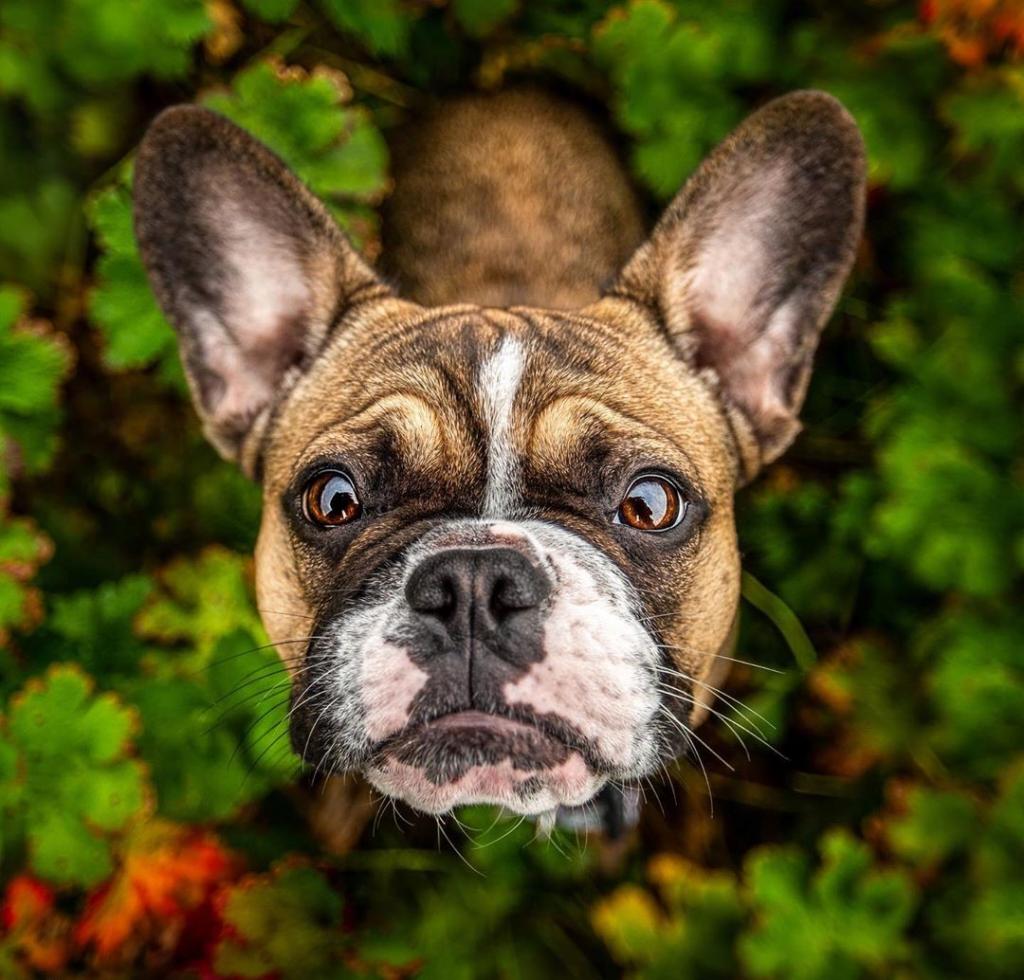 Ни капли фотошопа: фотограф устраивает необычные фотосессии для собак