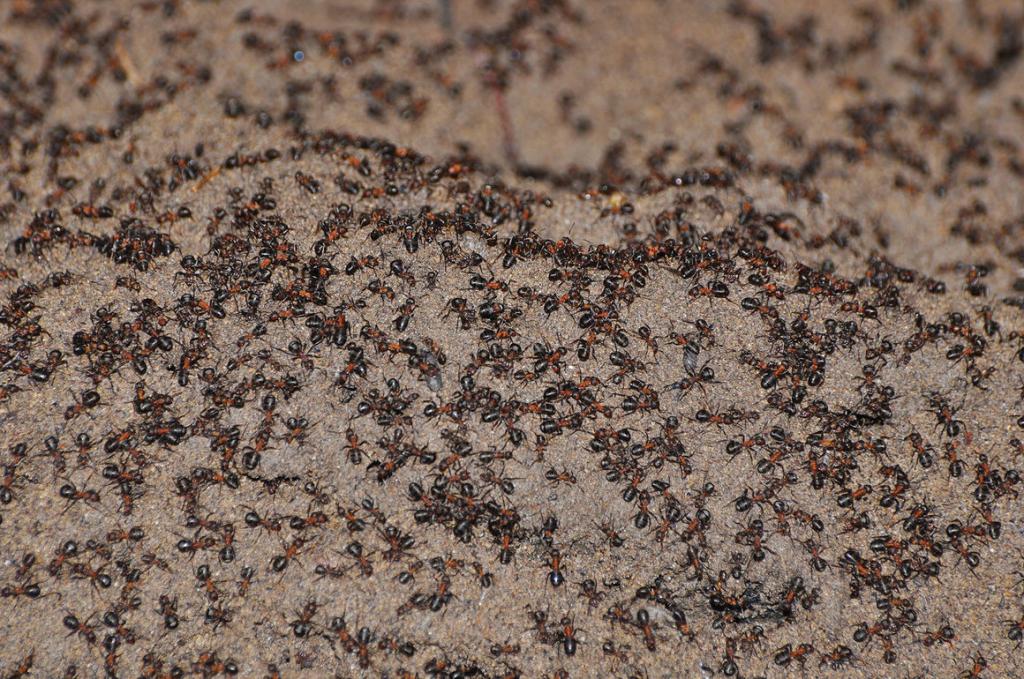 История о том, как старый ядерный бункер разделил муравьев на две колонии: одна лакомится сладкой медовой росой на свежем воздухе, а вторая упала внутрь убежища и никогда уже не выберется