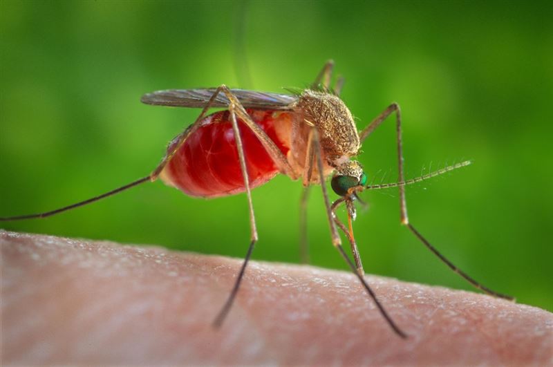 10 способов предотвратить укусы комаров: избавьтесь от стоячей воды, используйте солнцезащитный крем и другие полезные советы