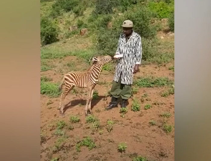 Работники зоопитомника пошили специальный костюм, чтобы подружиться с маленькой зеброй – это сработало (видео)