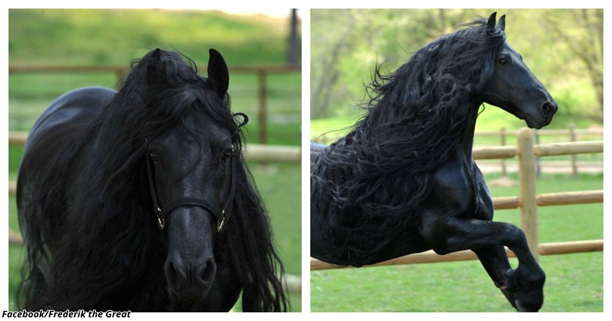 Эта лошадь красива и своенравна. Самый красивый конь в мире Фредерик. Фредерик Великий конь.