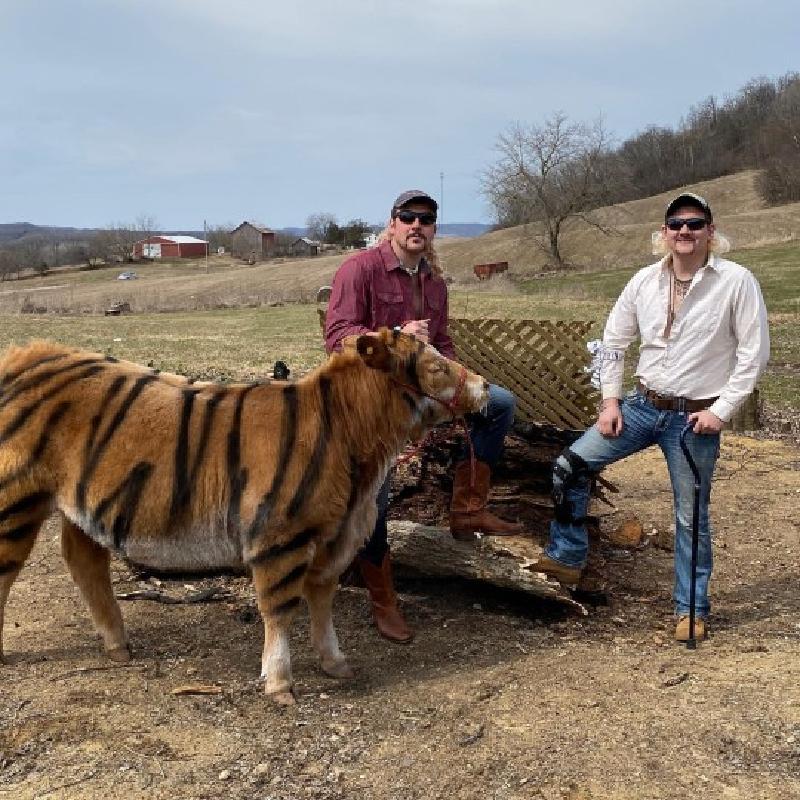 Для фотосессии в стиле Tiger King два фермера перекрасили молодую корову в тигра