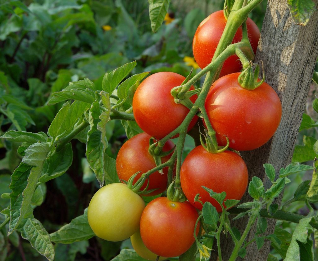 Томатный урожай: помидоры будут расти в два раза быстрее, поможет крапива