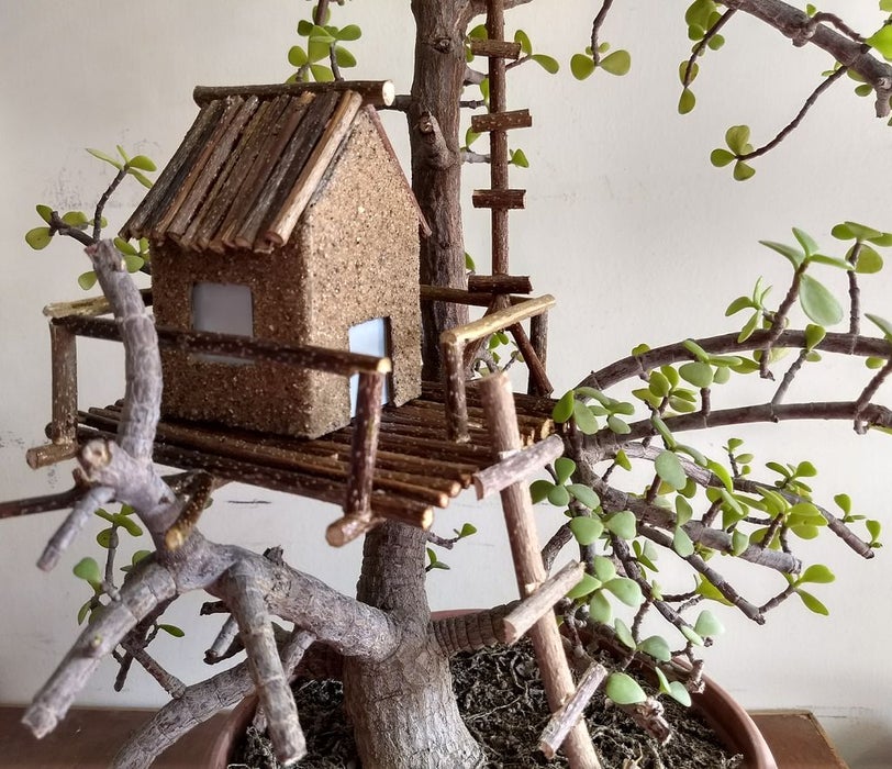 Домик на дереве бонсай: оригинальный способ украсить комнатное растение