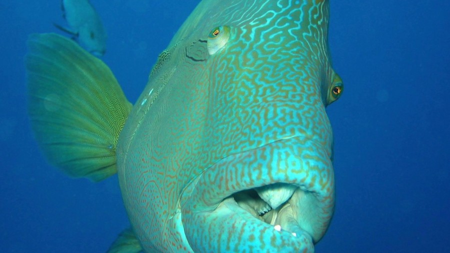 Вес почти 200 кг и удивительные ресницы: рыба наполеон, находящаяся под угрозой исчезновения
