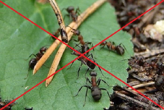 Прошлым летом в моем саду пропали все муравьи (для этого я купила в аптеке дешевый вазелин)