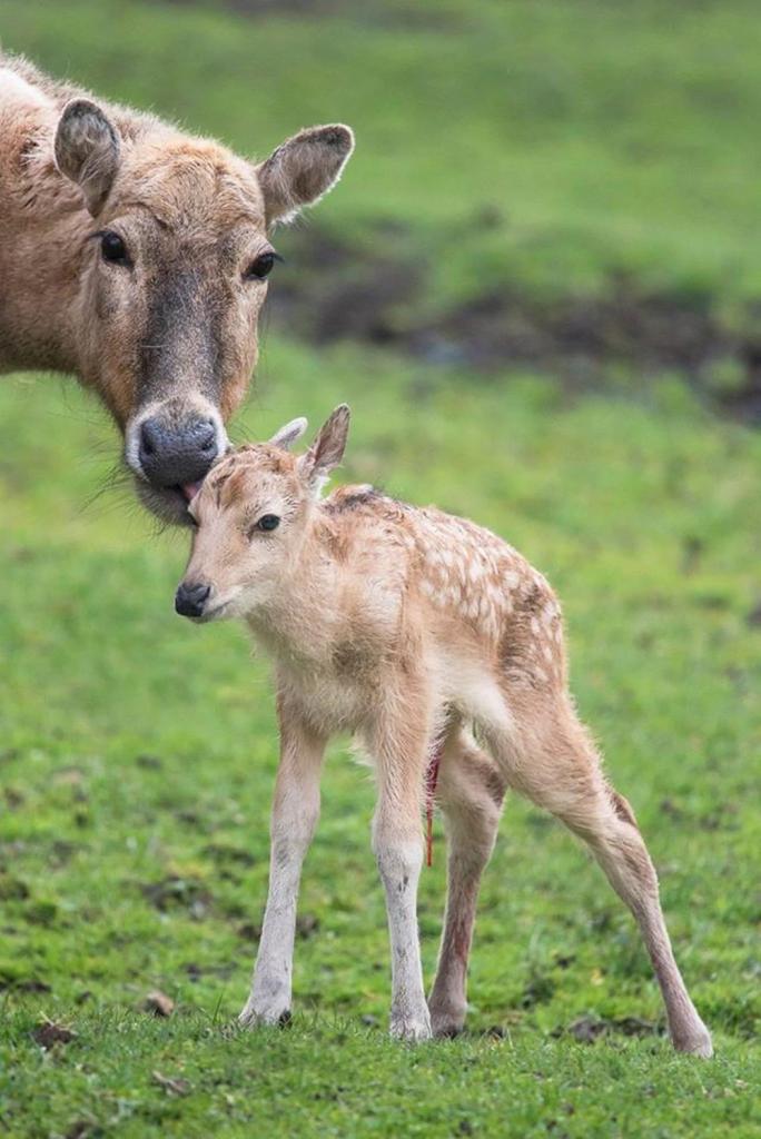 Жизнь берет свое: в зоопарке Twycross родилась маленькая антилопа дикдик