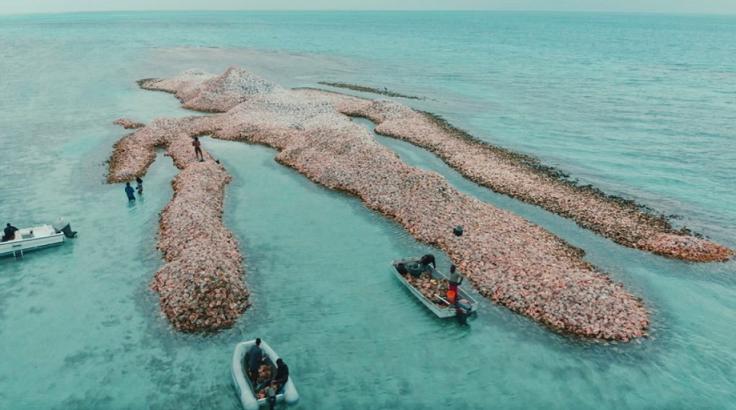 Насыпь из прекрасных розовых ракушек в Карибском море, создаваемая рыбаками на протяжении 800 лет (фото)