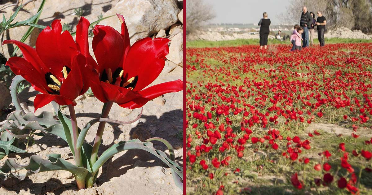 В Израиле расцвели дикие тюльпаны. Есть чем полюбоваться!