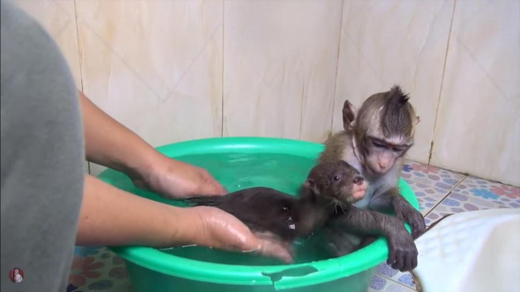 Купание обезьян харламов. Обезьяна купается в ванне. Выдра моется. Обезьяна купается в пене. Маленькая обезьянка в ванне купается.