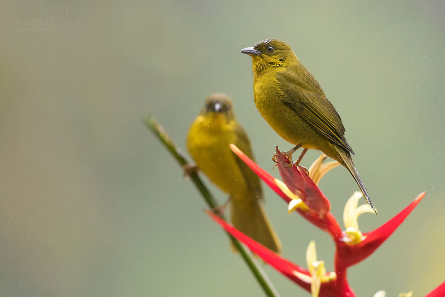 Olive-backed Tanager