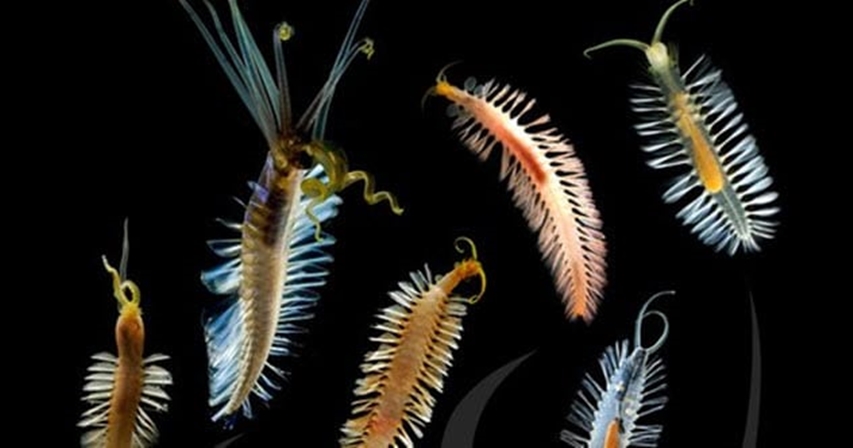 Огнедышащая креветка и осьминог с лампочками: 10 необычных светящихся животных на Земле