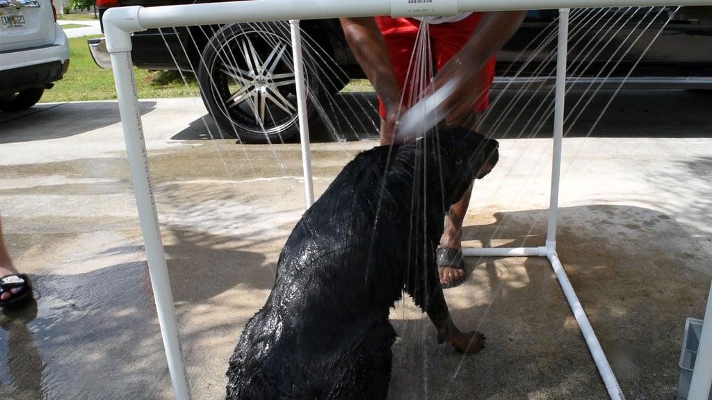 Наша большая собака не очень любила водные процедуры, пока мы не устроили для нее душ на улице: так ее мыть гораздо проще и быстрее