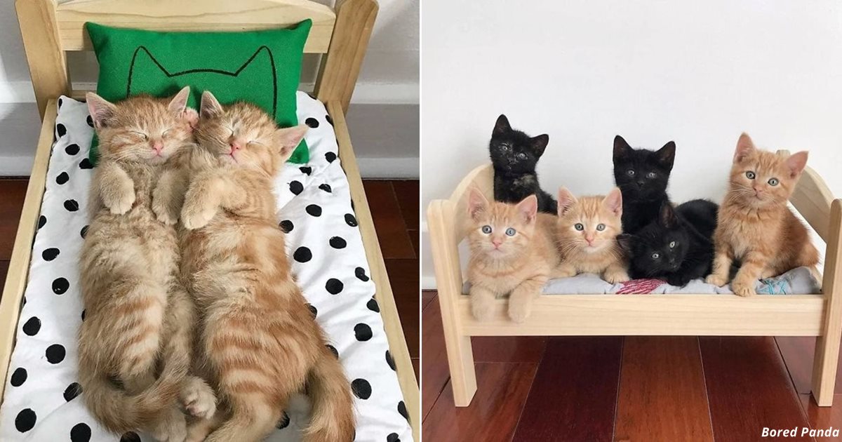 IKEA продаёт мини-кроватки для игрушек, но кто-то придумал укладывать в них котят