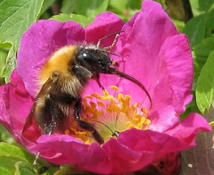 Ученые пчеловоды обнаружили, что шмели  надкусывают  бутоны цветов, заставляя их раньше раскрыться