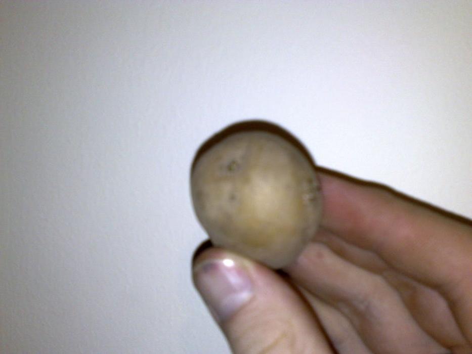 Увидела, что сосед по даче проращивает картошку для посадки в лотках из-под яиц. Теперь и я так делаю