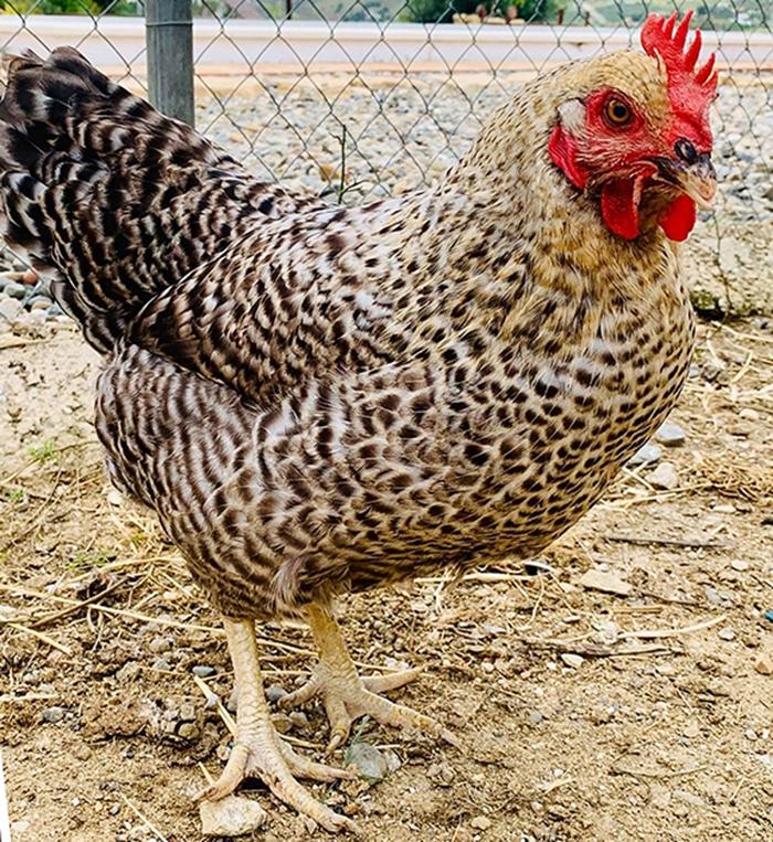  Самая везучая курица в мире : птица снесла шесть яиц с двумя желтками и одно встречающееся с вероятностью 1:25 000 000
