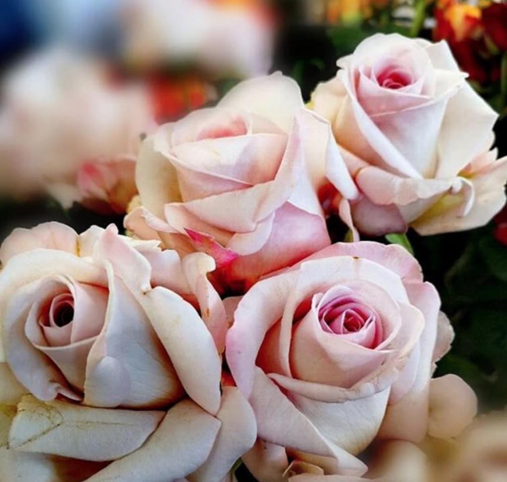 Те, кто любит розы, любят путешествовать: как узнать характер человека по его любимому цветку