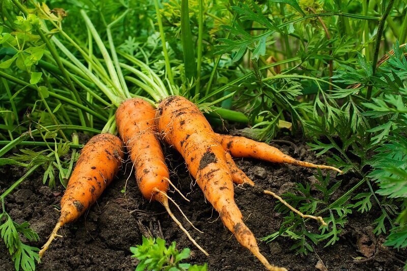 Ровная морковь, одна к одной. Весь секрет в соседстве на грядке