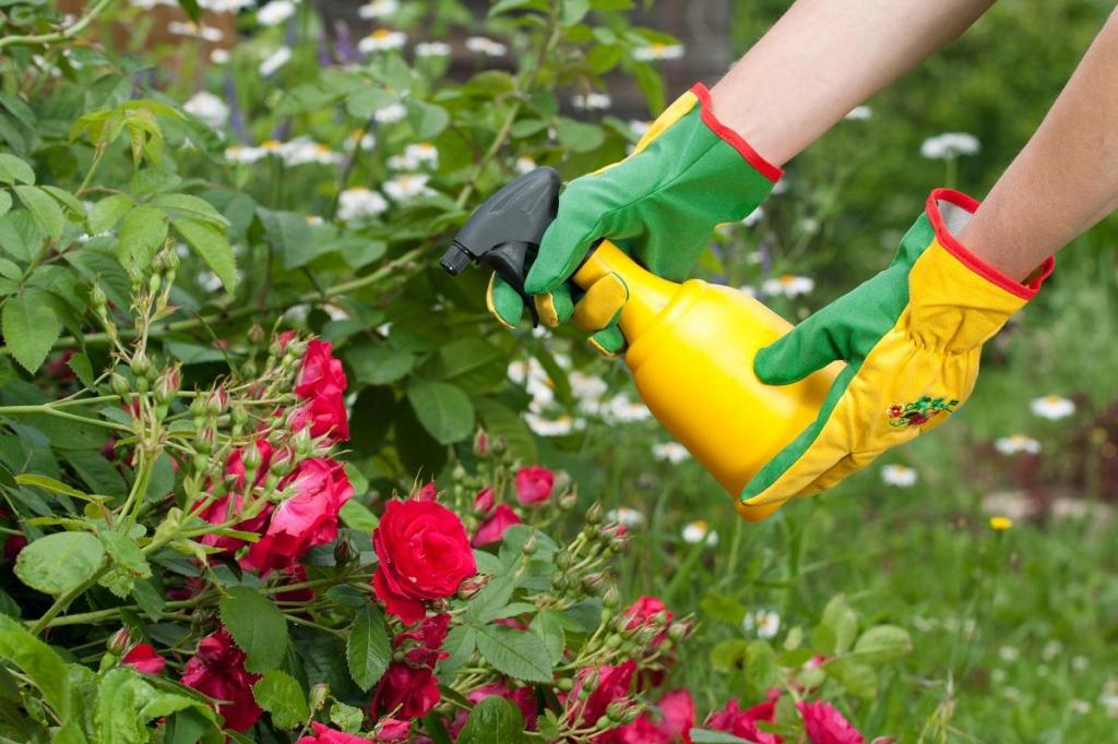 Марганцовка и не только. 5 средств, которые избавят розы от мучнистой росы