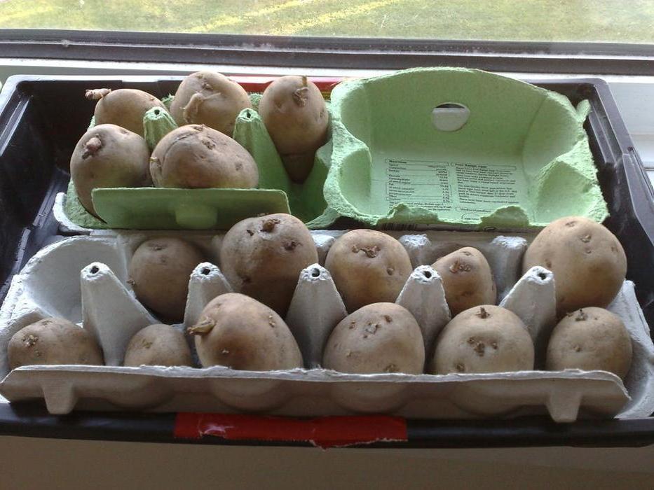 Увидела, что сосед по даче проращивает картошку для посадки в лотках из-под яиц. Теперь и я так делаю
