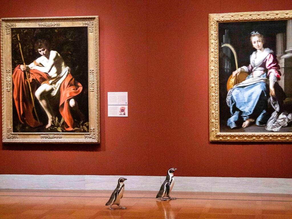 Необычные гости: музеи открыли свои двери для пингвинов и те не могли оторваться от картин