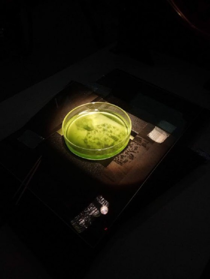 Будущий нейробиолог решил совместить фотографии и водоросли: технику любопытного процесса он описал в подробностях