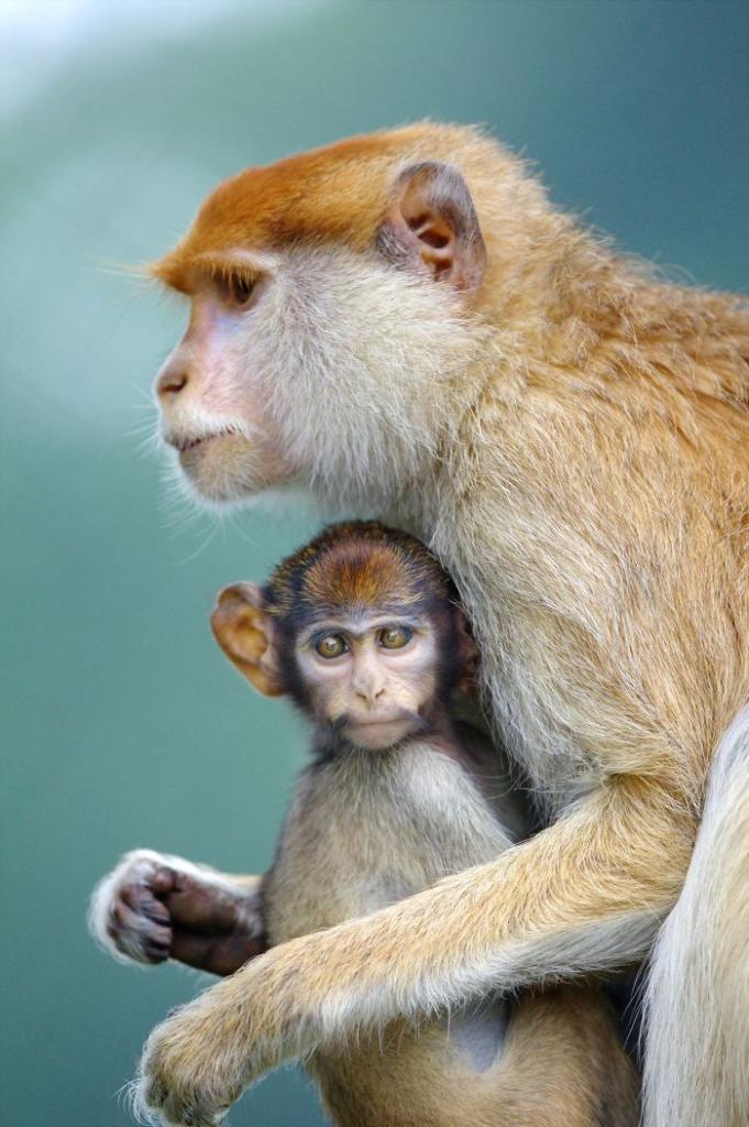 Теплые отношения животных. Фотограф поймал в объектив мам с их малышами (милые фото)